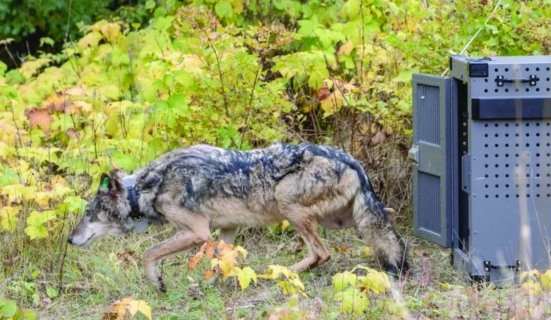 Study: Isle Royale wolf population inbred but likely to last 20 years